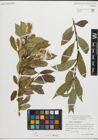 Foto von Salix pentandra L.